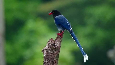 Taiwan blue magpie (Urocissa caerulea), is an endemic bird of the crow family. At 64cm long, the large bird is social,  loud, intelligent and aggressive. Usually seen in groups of 4-6 family members.