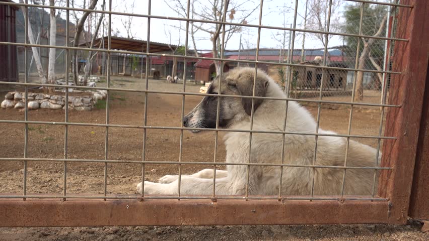 4K Young dogs  in pen behing fencing 
