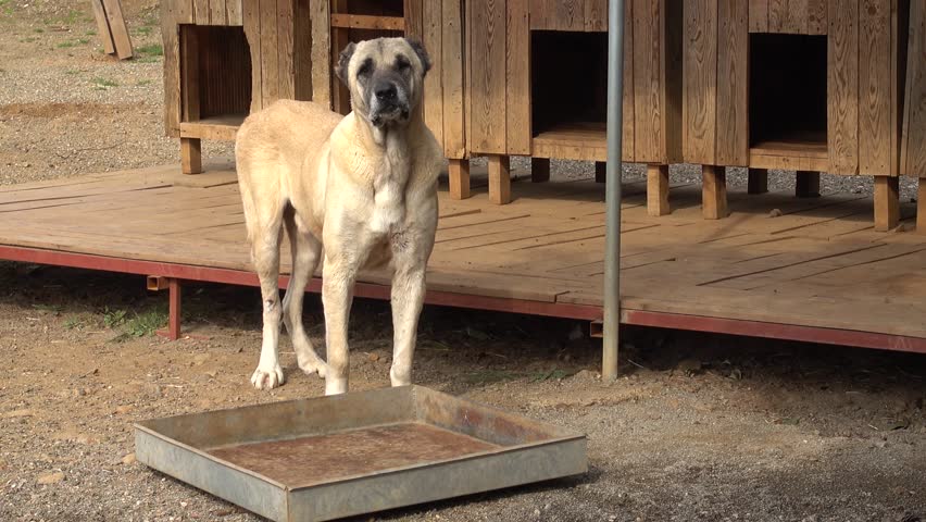 4K Old Kangal dog sluggishly bark in pen at the shelter, audio
