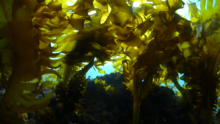 Forest of Seaweed Royalty-Free Stock Footage #1008322756