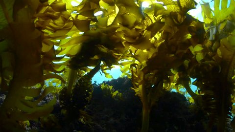 Forest of Seaweed