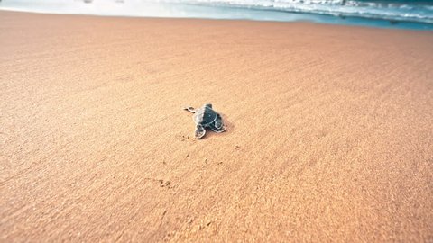 Little baby turtles on the way to the sea