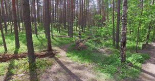 The cycling marathon in July. Marathon on a bike. In forest. Off-road.
