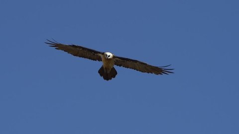 Bearded vulture flying in blue sky, towards camera, slow motion 96fps shot