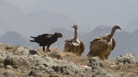 2 griffon vultures watch a thick-billed raven eat from a corpse, simian mountains Ethiopia
