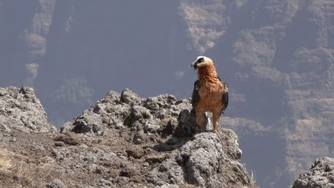 Bearded vulture sitting on a rock in the simian mountains, Ethiopia