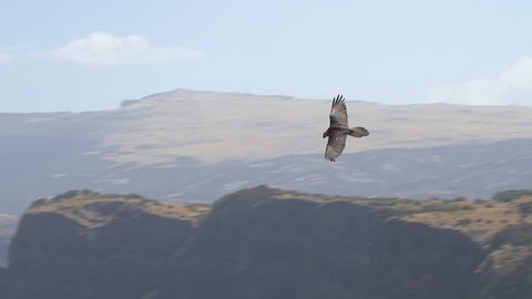 Bearded vulture flying in the simian mountains, scanning the terrain