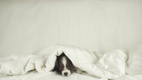 Dog Papillon crawls out from under the blankets on the bed stock footage video