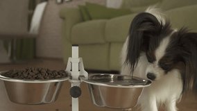 Dog Papillon drinks clean from a metal bowl on a stand in the living room stock footage video