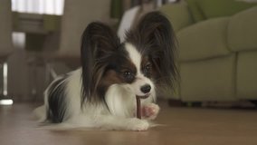 Dog Papillon eats a delicious treat with appetite in the living room stock footage video