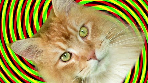 beautiful cool disco cat cutout against spiral hypnotic background and the head spinning in space
