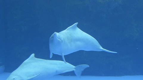 White dolphin in the oceanarium