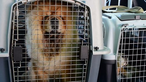 2 in 1, Chow chow in dog crate
