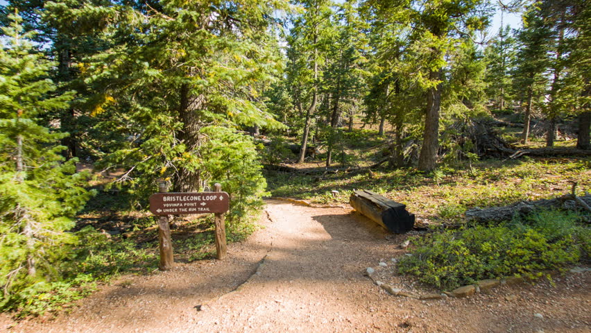 Walk along the path in the fir forest. Green pine-trees on rock slopes. Video in motion. Nature video. Amazing mountain landscape. Bryce Canyon National Park. Utah.USA. 4K, 3840*2160, high bit rate