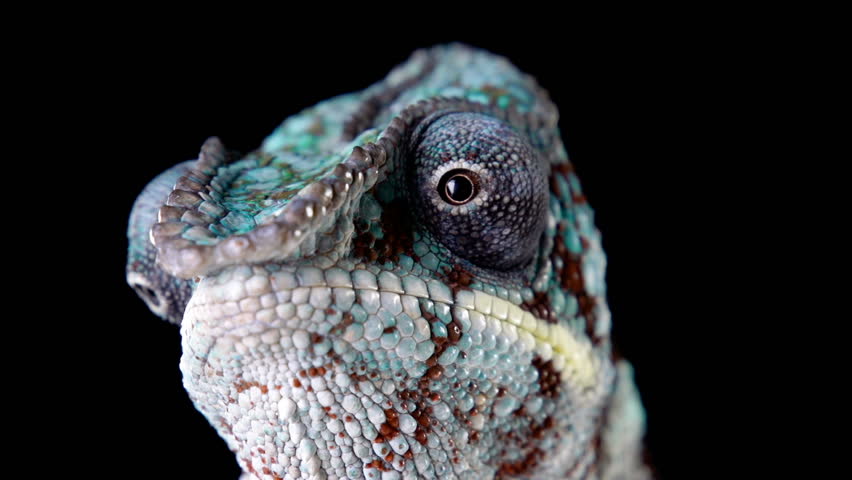 Panther Chameleon looking around. Royalty-Free Stock Footage #1008341758