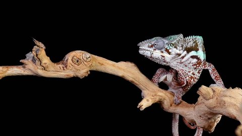 Panther Chameleon shoots it's tongue out to catch a cricket. Slow Motion. Arkistovideo
