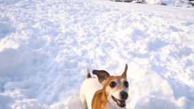 Dancing playing active dog. Winter games fresh walking outside. Video footage slow motion