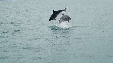 Slow motion mid-shot of two Dolphins jumping out of the water beside each other in the cool blue water.