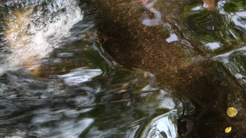 river stream flow in the forest