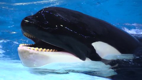 Killer whale look out of water with open mouth and teeth in oceanarium
