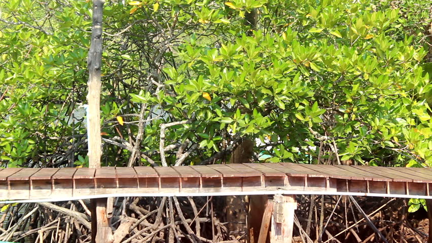 horizontal wood bridge and mangrove tree in thailand.