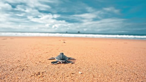 Turtle hatchling making first steps from the beach to the sea Video Stok