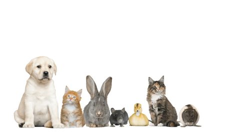 a lot of funny animals on white background