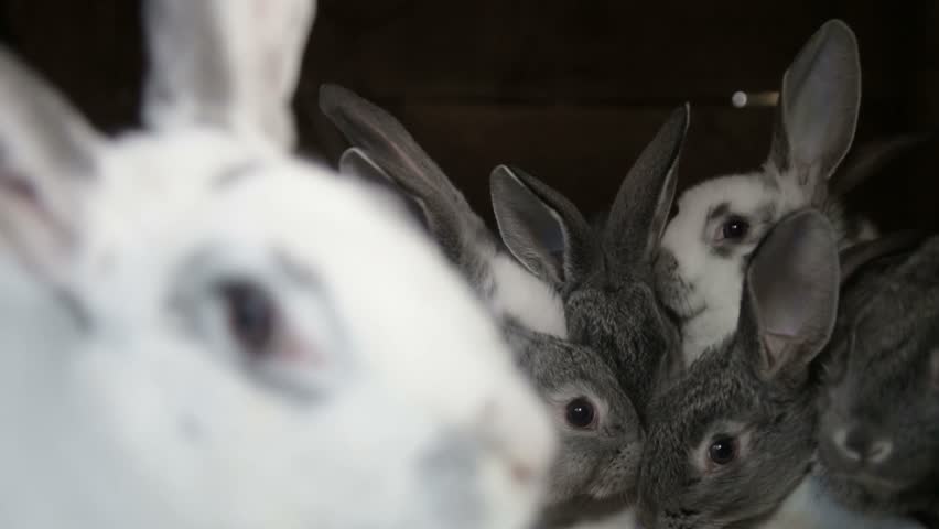 A group of young rabbits in the hutch