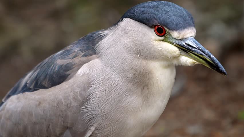 HD. Black-crowned Night-Heron. Close up. California bird looking to the camera with orange eye. Black and white plumage. Feathers, beak, wing. Blurred nature background. Bird watching. Ornithology