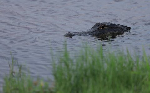 An alligator swims in a swamp near Fort Lauderdale, Florida.