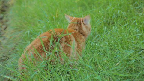 bright red cat is walking in yard and eating a grass, looking at camera, close-up