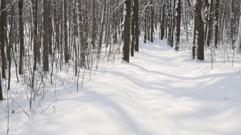 Snowed alley path by  winter slow motion 1920X1080 FullHD video - Early  morning in the forest slow-mo 1080p HD footage