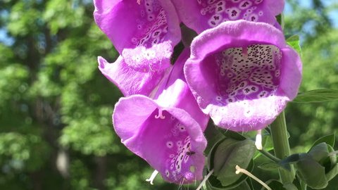 52 Delphinium Elatum Stock Video Footage - 4K and HD Video Clips |  Shutterstock