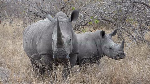 Female white rhino with a calf in the savanna grassland of Africa