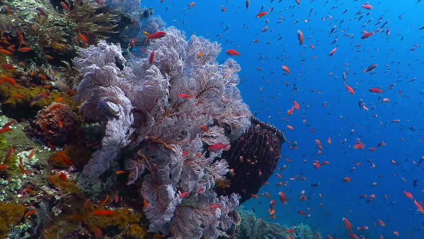 Underwater footage of healthy coral reef with big sponge and lots of colorful fish. Scuba diving and snorkeling with sea wildlife. Sea life snorkeling. Royalty-Free Stock Footage #1008396262