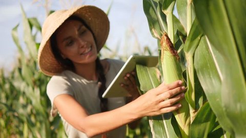 Young Mixed Race Farmer Woman Checking Corn Quality and Using Mobile Tablet Gadget at Organic Farm Field. 4K, Slowmotion. Future Technology Agricultural Food Harvest Footage Concept.