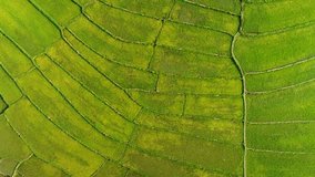 4k Video shot aerial view by drone. Rice Field on sunrise. Bird eye view on paddy 
