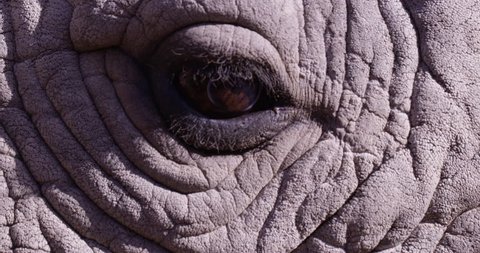 Rhinoceros rhino eye blinking - extreme close up