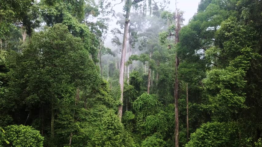 Aerial of Tropical Rainforest Dipterocarp Trees on Borneo Island, Malaysia