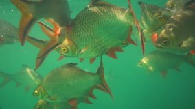 Nile tilapia in pond (Oreochromis niloticus) in Ratchaprapha Dam at Khao Sok National Park, Surat Thani Province, Thailand - video in slow motion