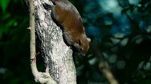 Pallas's squirrel (Callosciurus erythraeus roberti) is one of the three endemic sub-species of Pallas's squirrel in Taiwan. Extreme agility and long jumps help the squirrel to evade aerial predators.