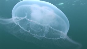 moon jellyfish underwater scenery sea grass istanbul coast marmara sea aurelia aurita