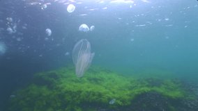  jellyfish school underwater scenery sea grass blue water ocean scenery 