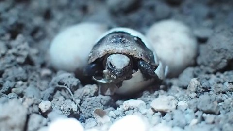 Baby tortoise hatching. Baby turtle coming out of his egg shell in nature. Welcome to the world newborn tortoise.