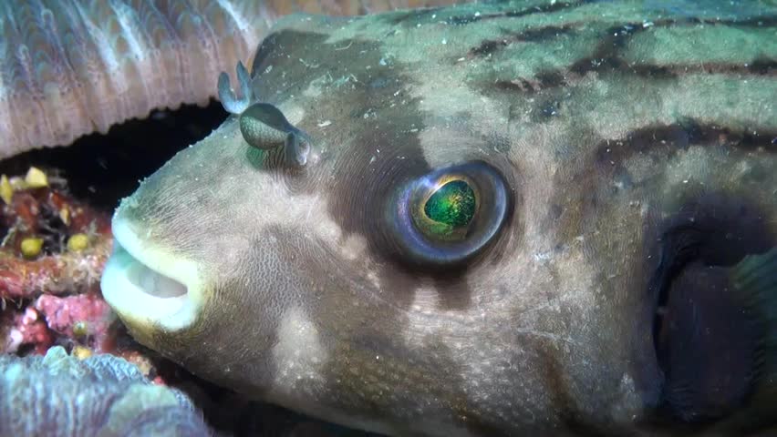 Manila Pufferfish-Close Up- Philippines