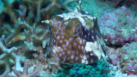 Thornback cowfish-Close Up - Philippines
