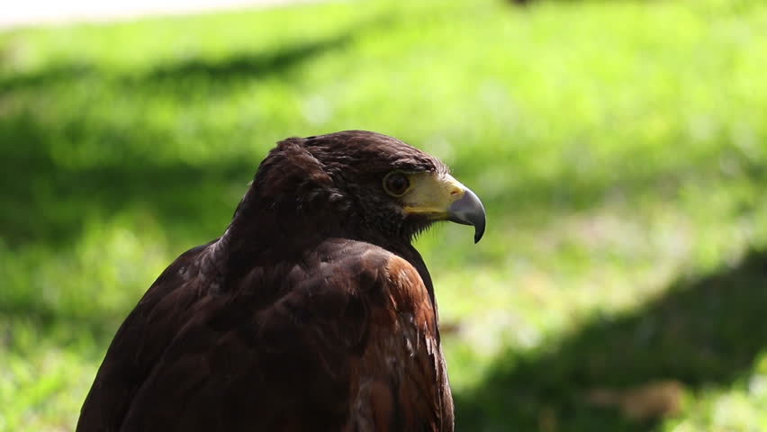 Falcon close up. Hawk moving its head close up with isolated background. Beautiful and majestic bird in the wild. 