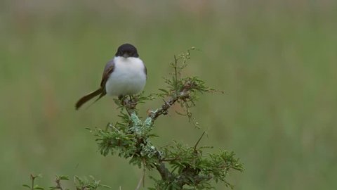 Fork-tailed flycatcher sitting on a tree