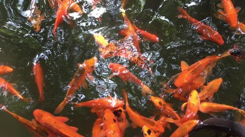 Fancy carps or Koi fish swimming at pond in the garden