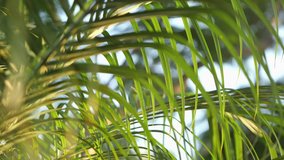 Video of palm leaves in 4K
